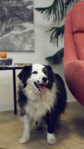 Jsme dog friendly